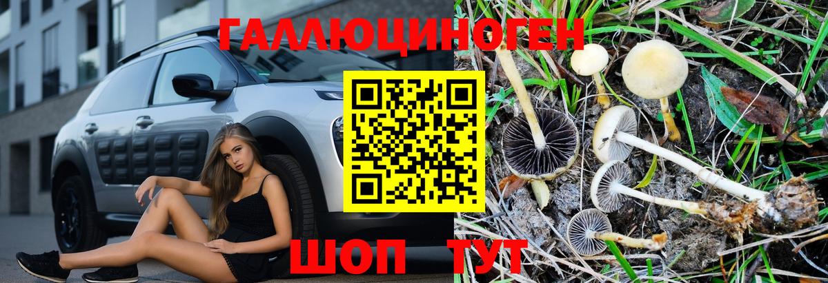 Галлюциногенные грибы Psilocybe Дальнегорск